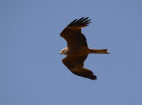 Crêtes de Roquecézière